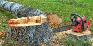 Best Stump Grinding and Removal  in Prospect Park, NJ